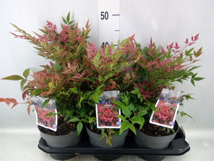 Nandina domestica 'Obsessed'