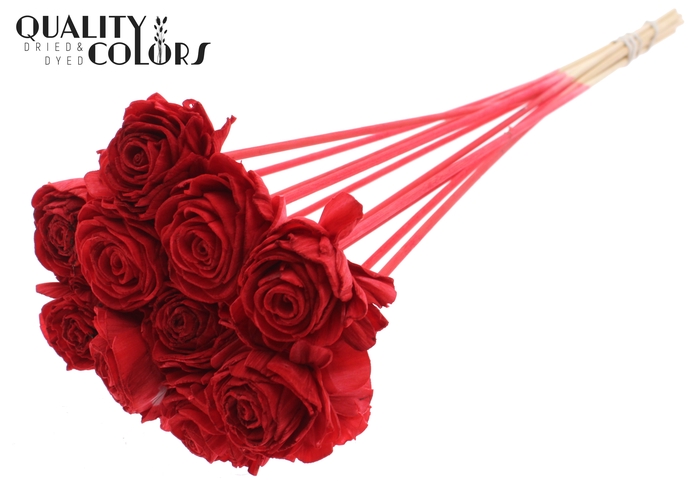 Shola Beauty Rose 6cm on stem Red