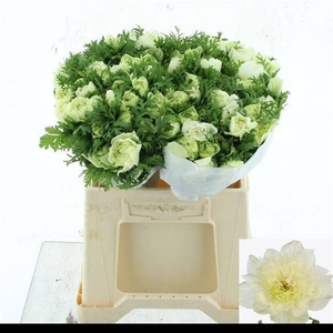 ANEM CO FSTAR P WHIT SUPER