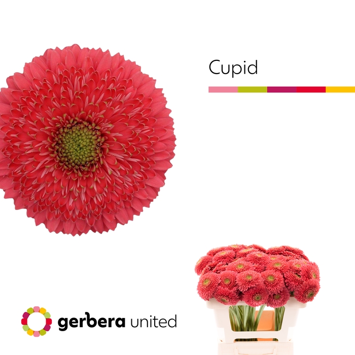 <h4>Germini Pomponi Terra Cupid Water x60</h4>