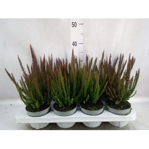 Calluna vulg. 'Skyline Monaco'