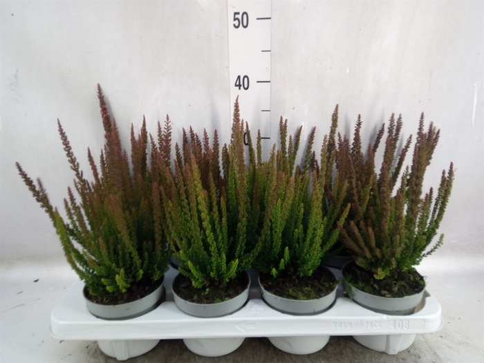 Calluna vulg. 'Skyline Monaco'