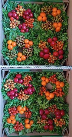 <h4>Wr Sierfruit 20cm Mix ( Anttar )</h4>