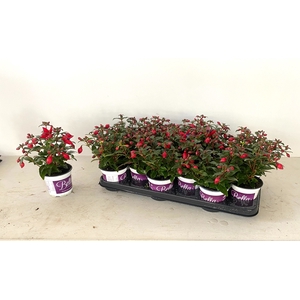 FUCHSIA B F  SACHA