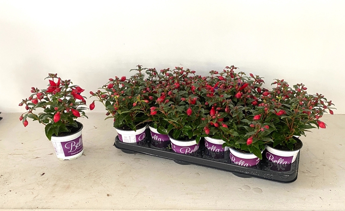 <h4>FUCHSIA B F  SACHA</h4>