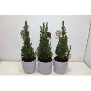 Picea Gl Conica In Mat Grey Keramiek