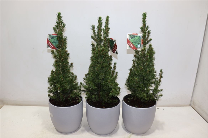 <h4>Picea Gl Conica In Mat Grey Keramiek</h4>