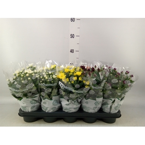 Chrysanthemum   ..mix 6