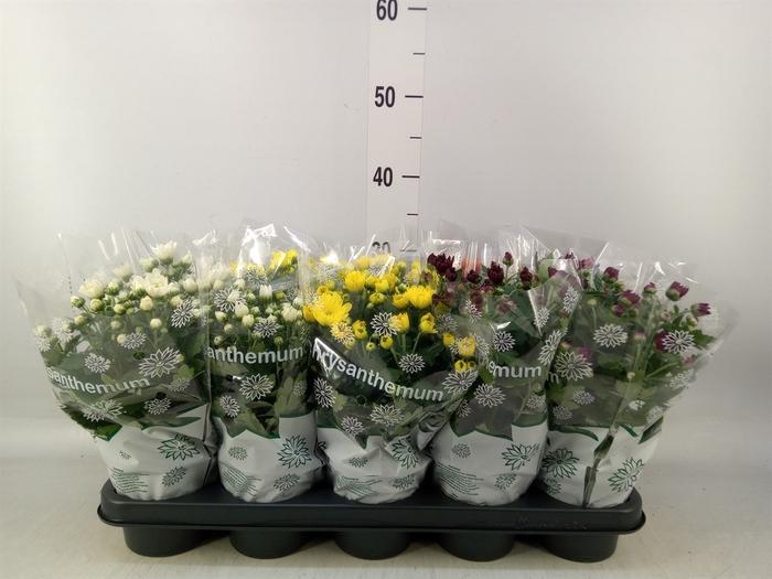 <h4>Chrysanthemum   ..mix 6</h4>