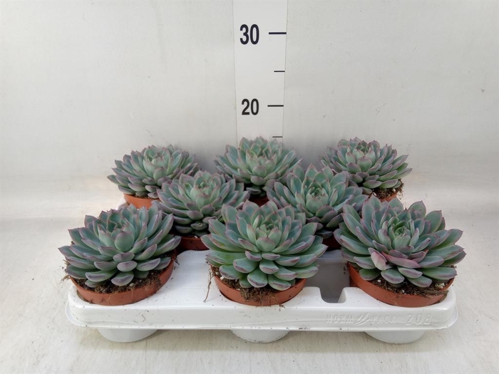 <h4>Echeveria  'Apus'</h4>