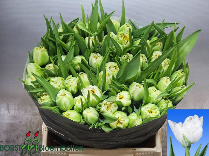 <h4>TU DU NORTHCAP</h4>