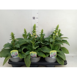 Digitalis   ...