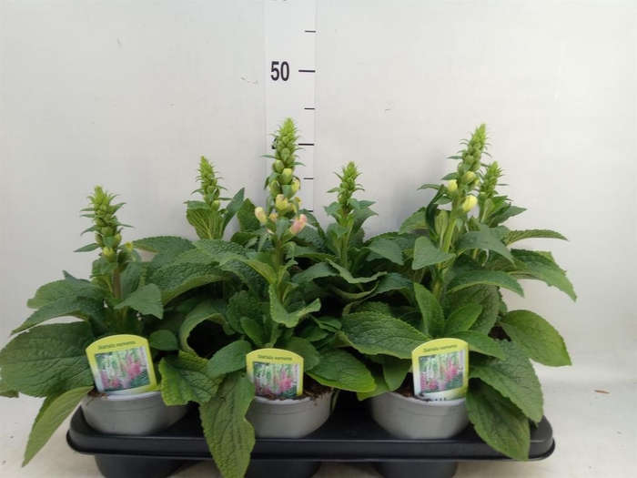 <h4>Digitalis   ...</h4>