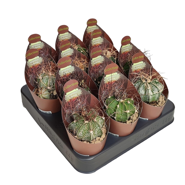 <h4>ASTROPHYTUM CAPRICORNE - POT Ø 6,5 COLLECTION WITH POTCOVER (CACTUS)</h4>