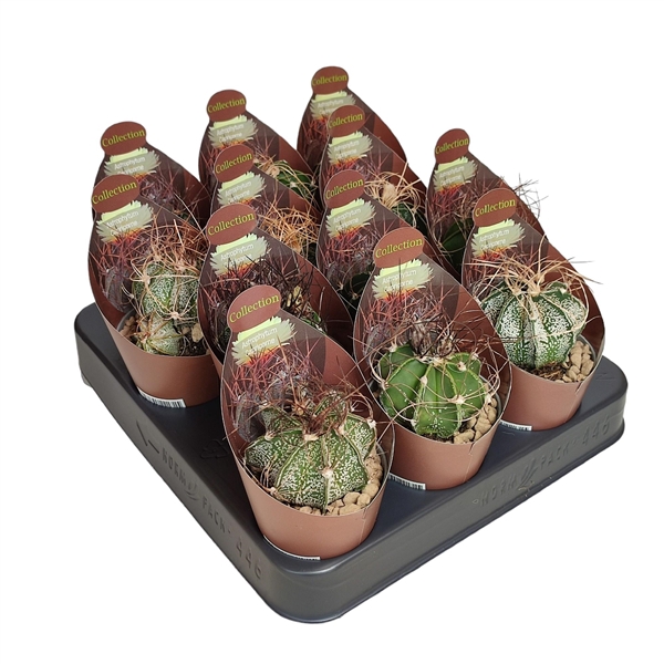 <h4>Astrophytum ornatum</h4>