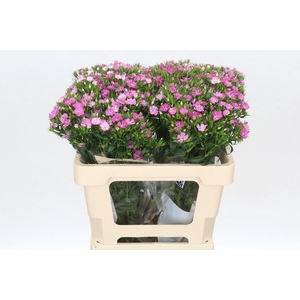 Dianthus Br Amazon Rose Magic