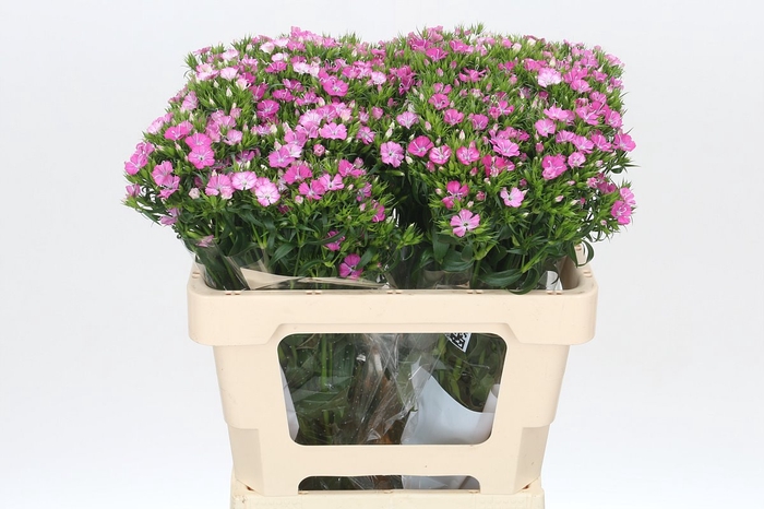 <h4>Dianthus Br Amazon Rose Magic</h4>