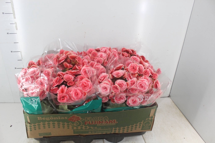 <h4>BEGONIA BORIAS P11</h4>