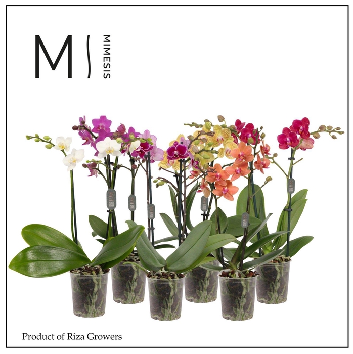<h4>Phalaenopsis Mix 2 spike - 9cm | Mimesis</h4>