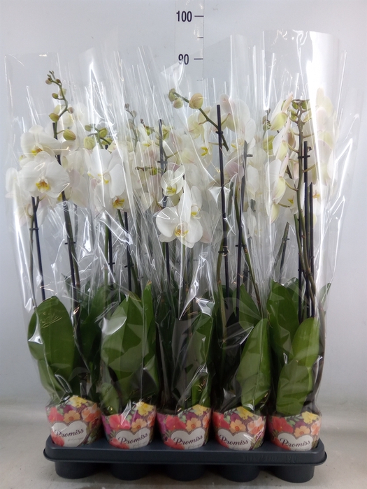 <h4>Phalaenopsis   ...white</h4>