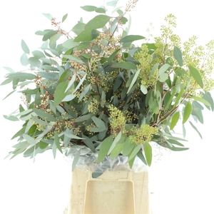 EUCA POPULUS BERRIES LONG 200GR