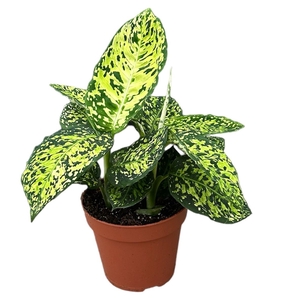 Dieffenbachia Reflector