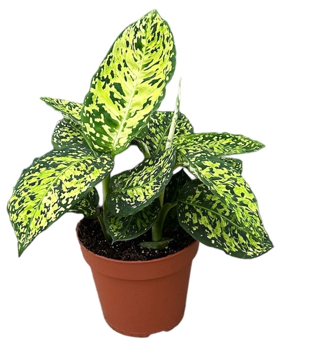 Dieffenbachia Reflector