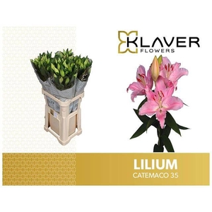 Li Or Catemaco 3+ Klaver