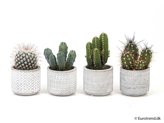 CACTUS MIX P6 E 2171