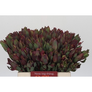 Leucadendron Senorita