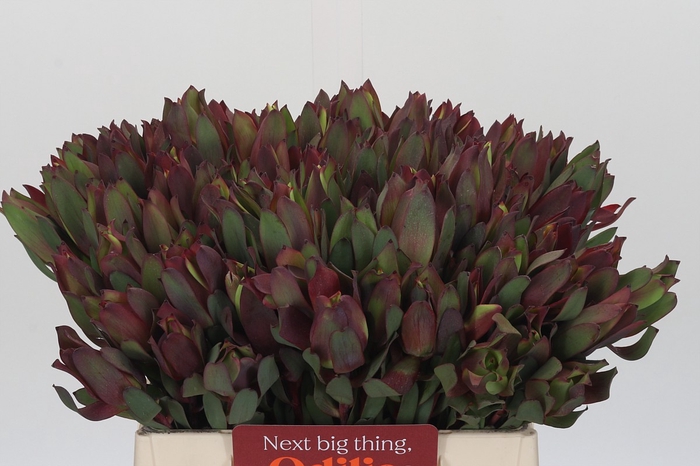 <h4>Leucadendron Senorita</h4>
