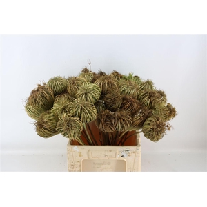 Dille Zaaddoos Naturel Mega 60cm P/tk