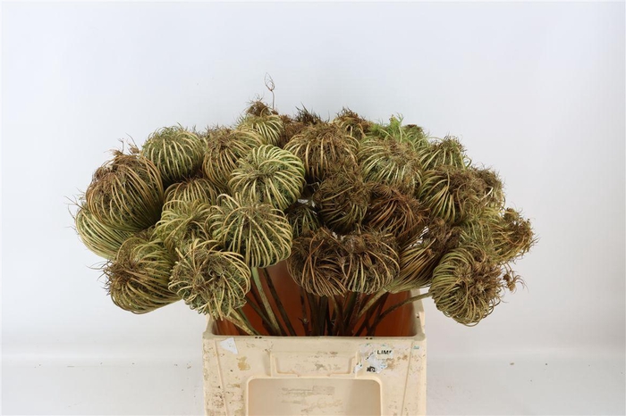 <h4>Dille Zaaddoos Naturel Mega 60cm P/tk</h4>