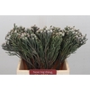 Kaaps Groen Silver Brunia