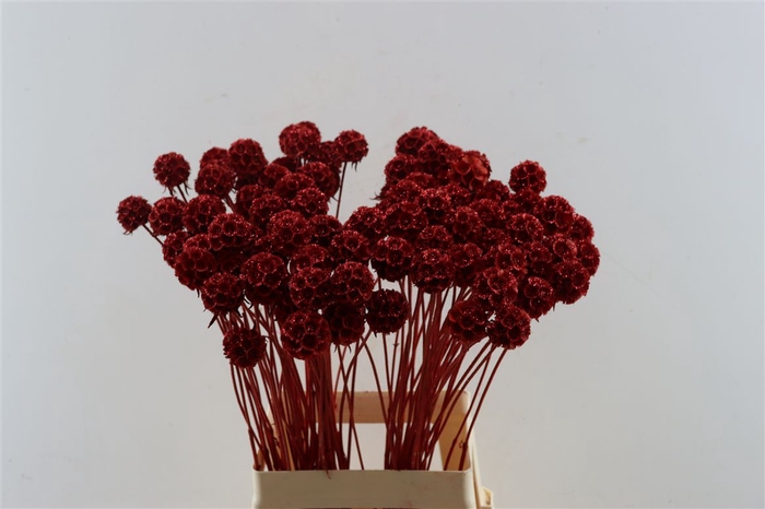 <h4>Scabiosa Red + Glitter</h4>