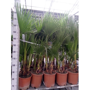 Washingtonia robusta