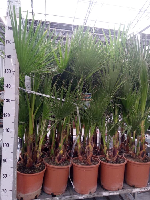 <h4>Washingtonia robusta</h4>