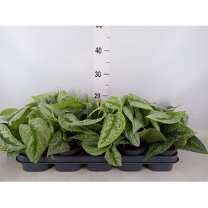 Scindapsus pictus 'Trebie'