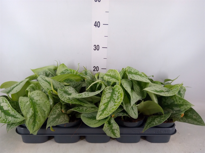 <h4>Scindapsus pictus 'Trebie'</h4>