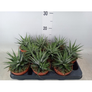 Haworthia fasciata 'Big Band'