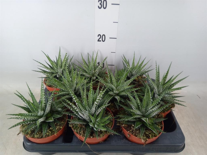 <h4>Haworthia fasciata 'Big Band'</h4>