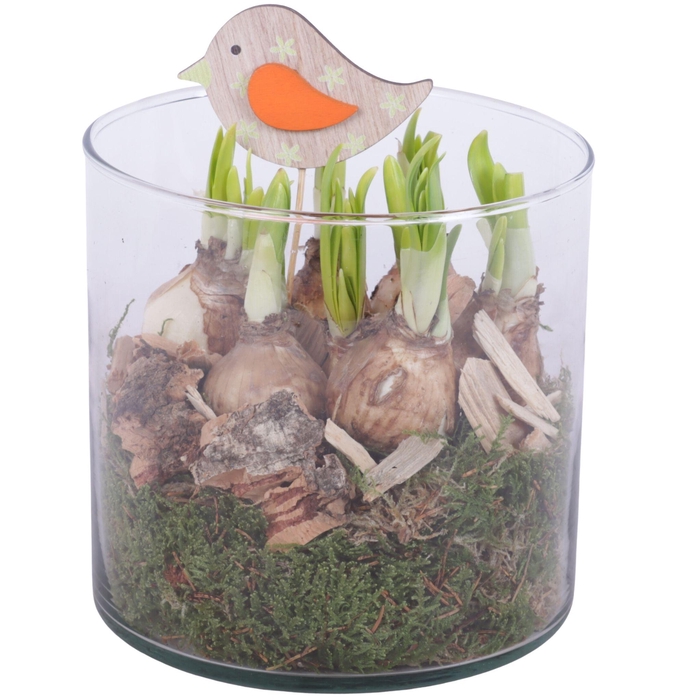 <h4>Bulbs Arr. Narcis Glass Vase Cylinder Ø15cm</h4>