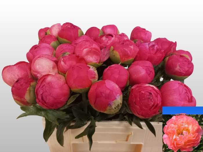 <h4>PAEO CORAL SUNSET</h4>