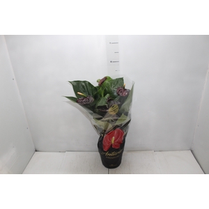 ANTHURIUM BLACK QUEEN P17 PREMIUM