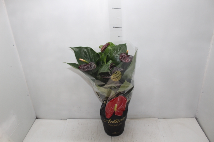 <h4>ANTHURIUM BLACK QUEEN P17 PREMIUM</h4>