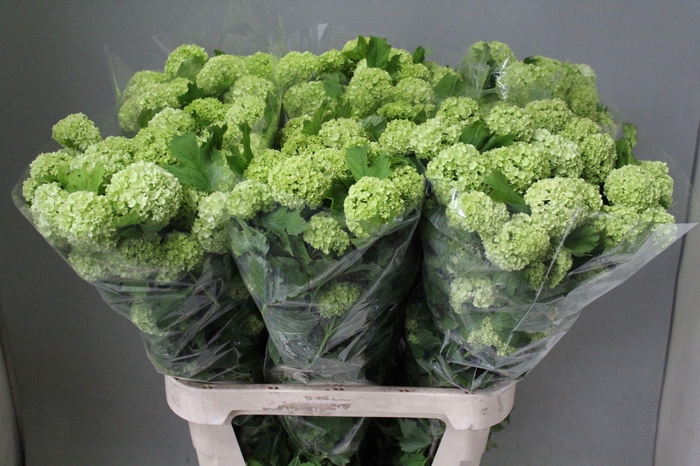 <h4>VIBURNUM ROSEUM ST</h4>