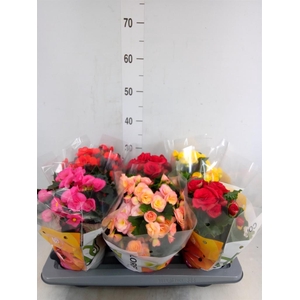 Begonia elat. DU   ...mix