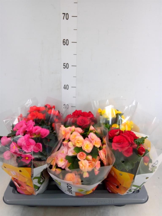 <h4>Begonia elat. DU   ...mix</h4>