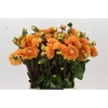 Dahlia Sylvia