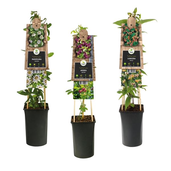 <h4>Mixshelf Climbers without Clematis +3.0 label</h4>